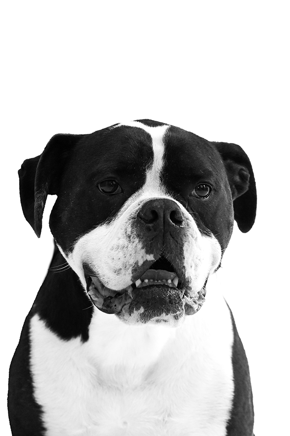 ein Schwarz weiß portrait von einem Hund der rasse American bulldog mix